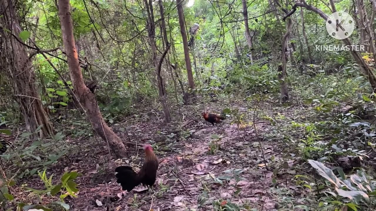 #ต่อไก่ป่า #สปปลาว #สะหวันนะเขด 