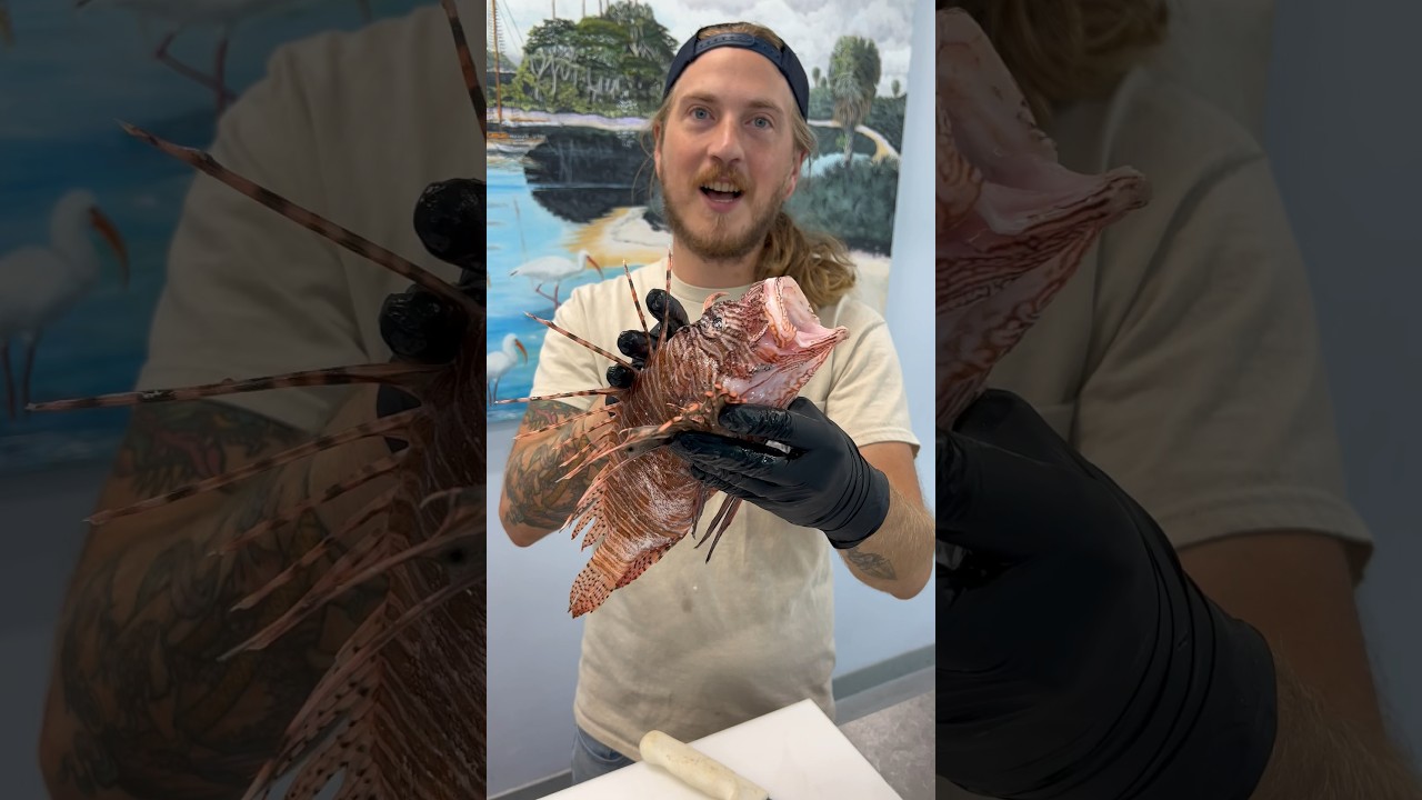 Eating invasive Lionfish can provide several benefits to the local economies. #lionfish #fillet