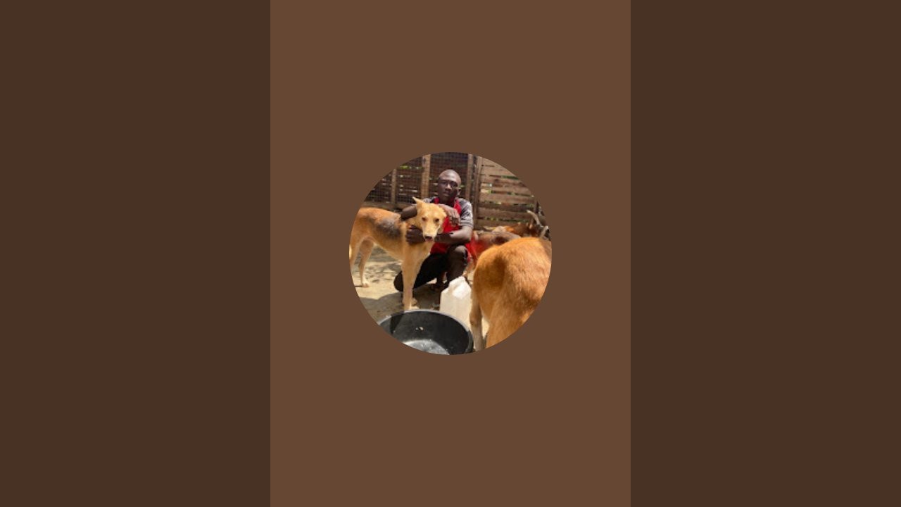 Zeph.dog.shelter is live