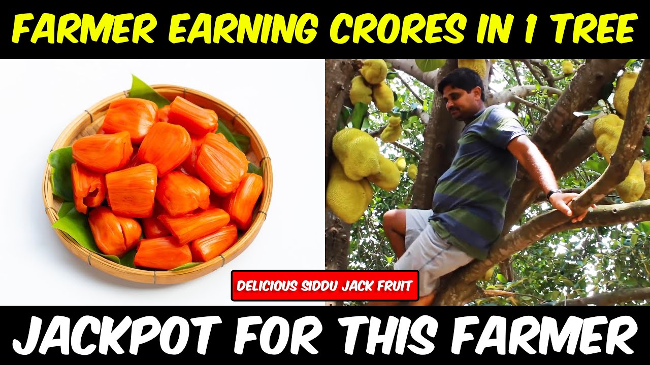 This farmer Earning Crores in 1 Jackfruit Tree | Siddha Jackfruit | Most expensive Jackfruit