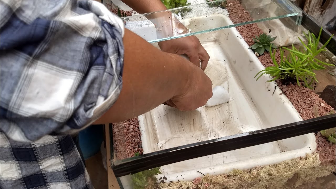 Terrário para minhas Tartarugas ( Tigre d'água)