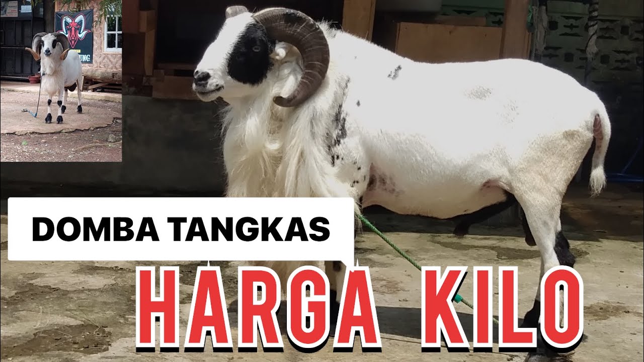 DOMBA MEWAH HARGA MURAH DI KILO - BOBOT SUPER - PT BUMI AGEUNG FARM