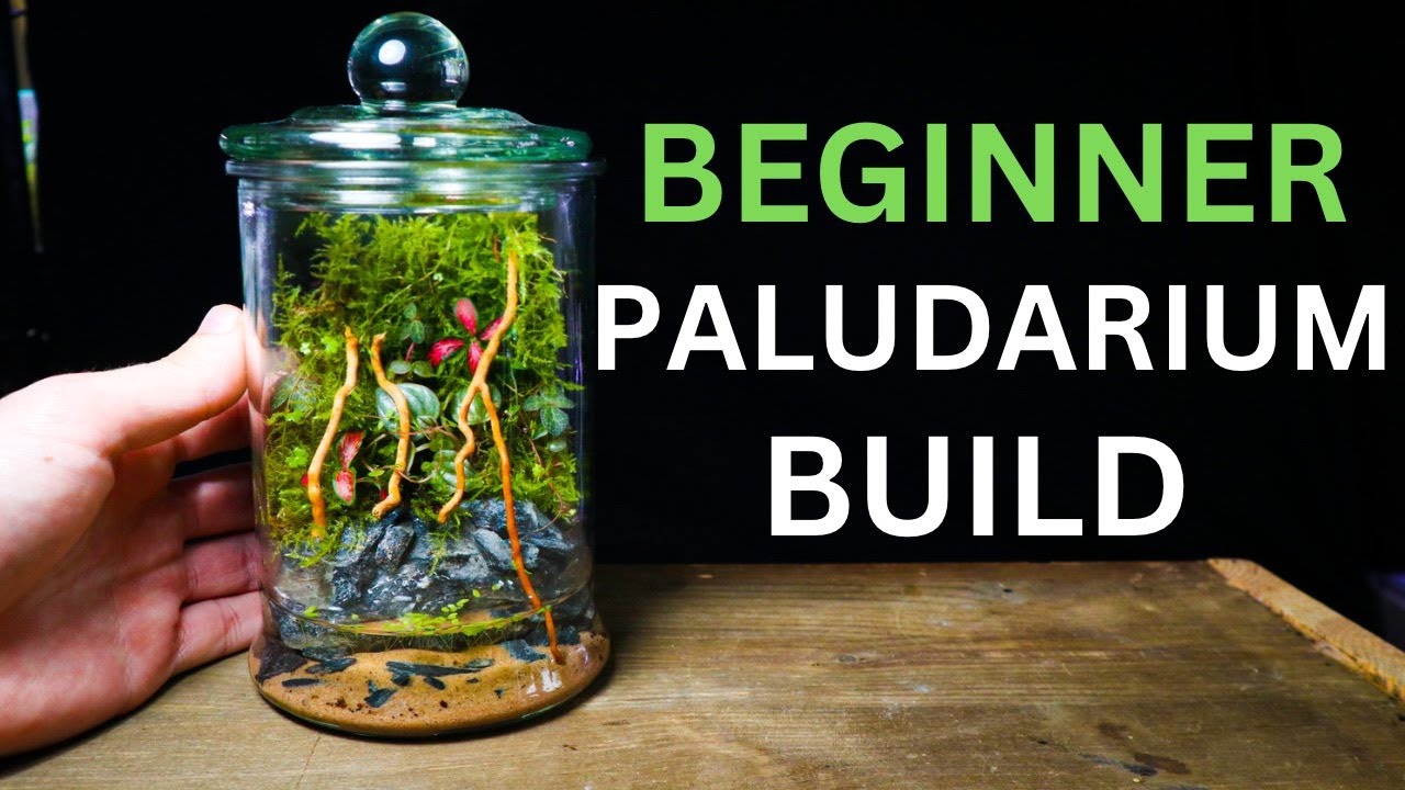 Nano Paludarium Tutorial - EASY Beginner Friendly Guide