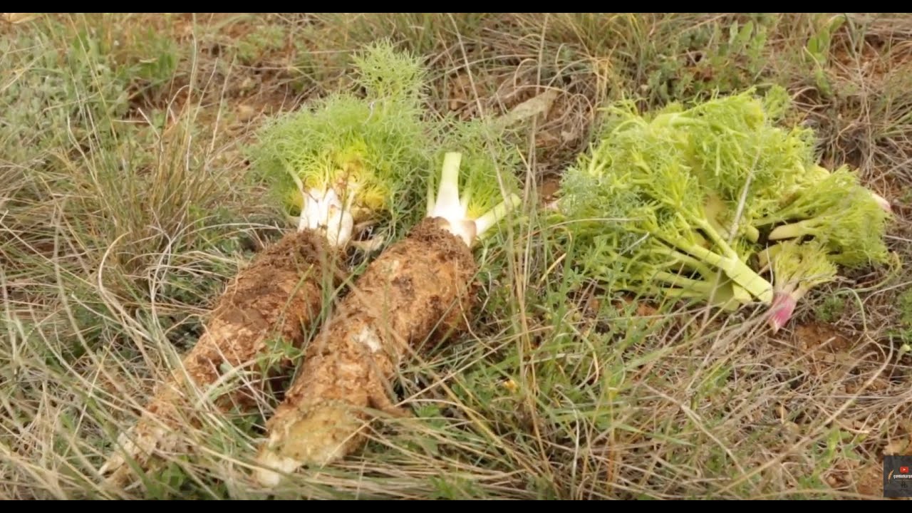 ÇAŞUR 2 (Çaşır)