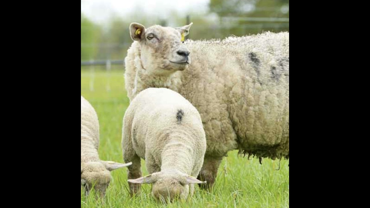 Clostridial disease prevention protocols