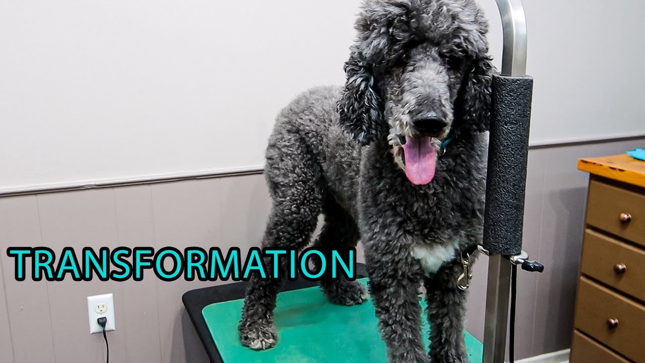 Old Boy's Can Still Look Good! - Standard Poodle Transformation &ndash; Dog Grooming &ndash; Full Groom