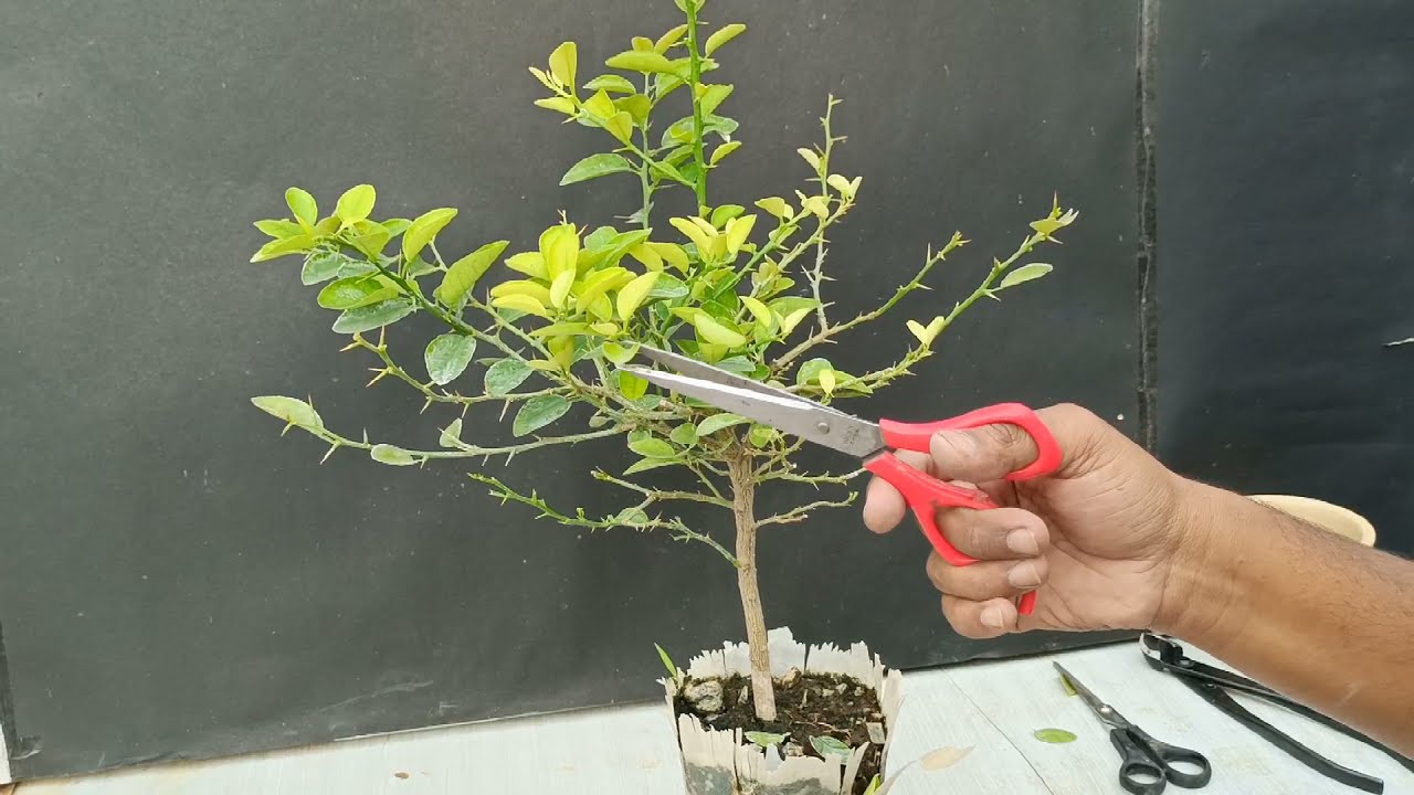 Lemon Tree Bonsai | Indian Bonsai Zone
