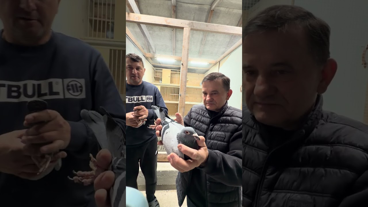 Specjalne parowania Paweł Mędrysa - Pascal Prince Porsche, New Kim, Taycan/ Porsche III x Porsche II