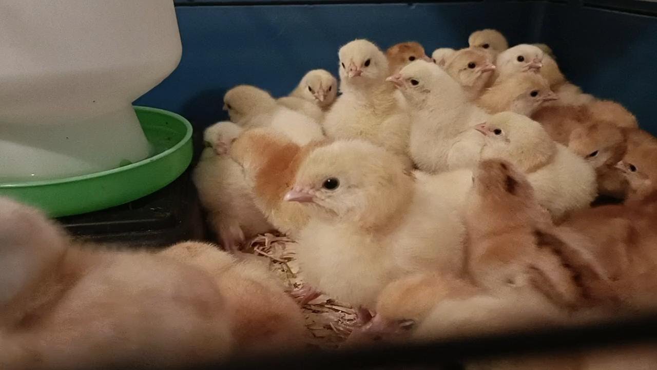 The biggest hatch yet! More chicks
