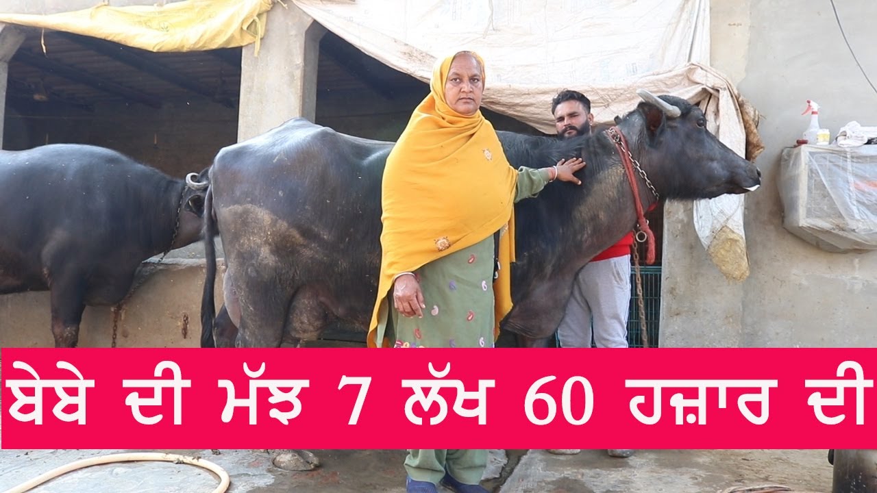 ਜੌਹਨਡੀਅਰ ਤੋਂ ਮਹਿੰਗੀ ਹੈ ਬੇਬੇ ਦੀ ਮੱਝ , ਦੂਰ -ਦੂਰ ਚਰਚੇ | Pno Media Group | Sukhnaib Sidhu | Pindi Sidhu