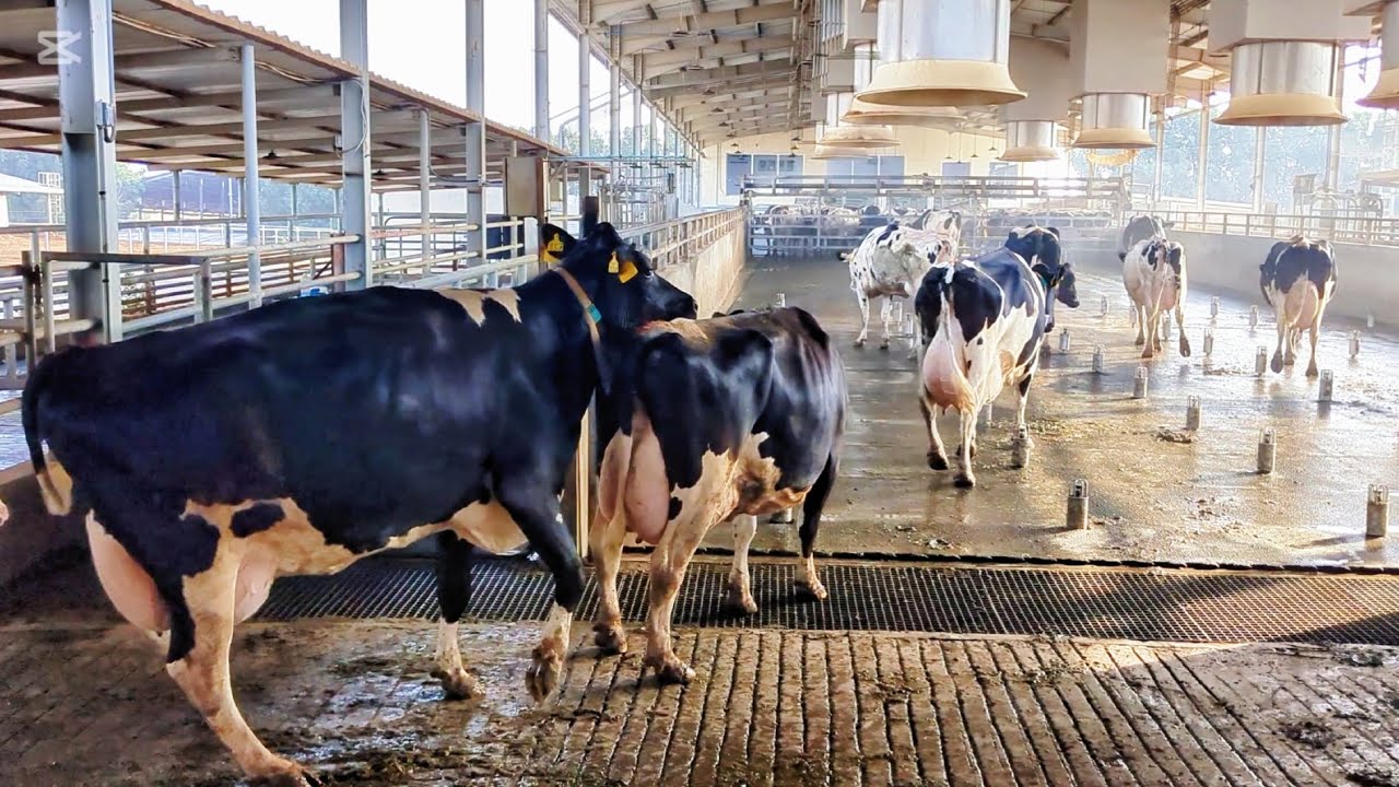 Dairy farm | cow farm | Milking cow #cow #youtube #viral  #dairyfarm #animal #farming #veterinary