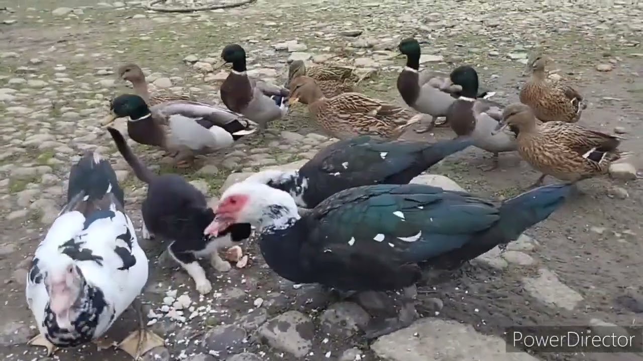 çöl ördək çağırdım gəldilər yanıma. çörəyi islatıb verdim yedilər