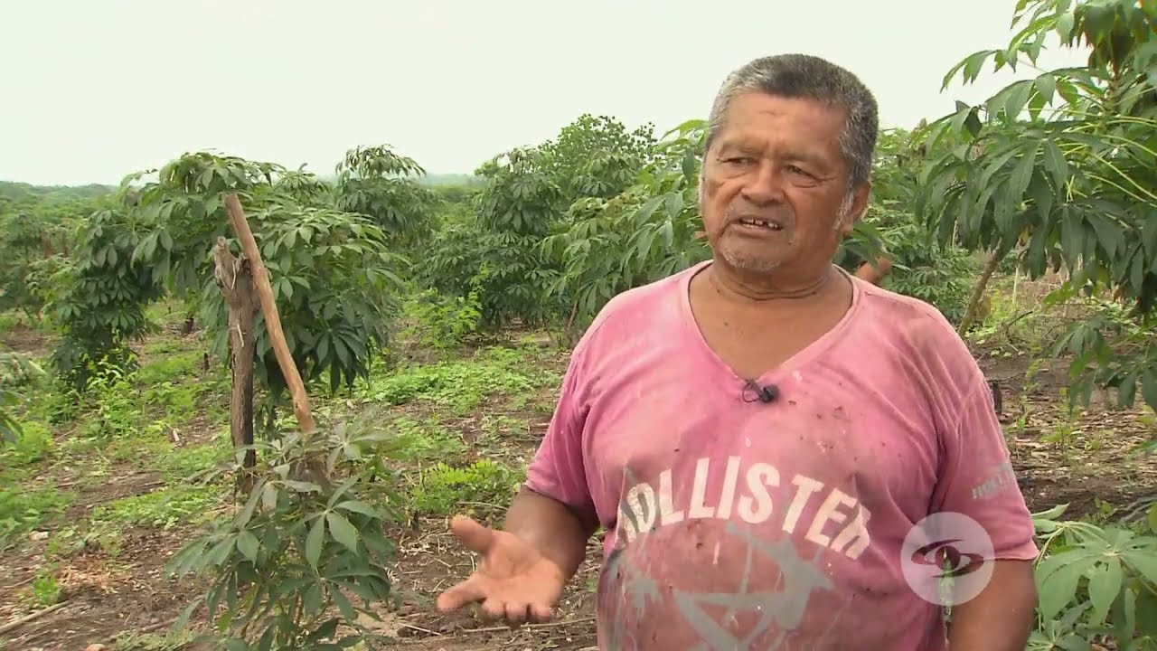 Tenga en cuenta a la hora de sembrar yuca | La Finca de Hoy
