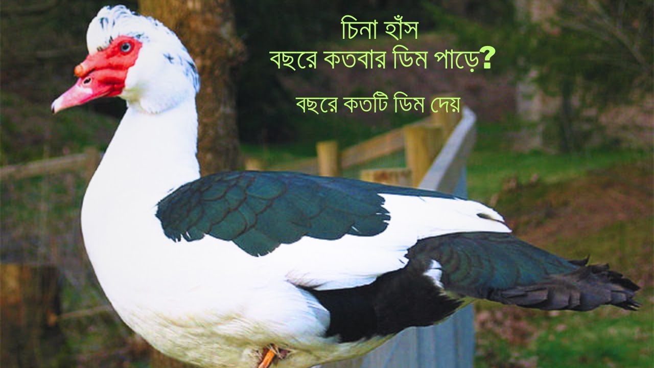 চিনা হাঁস বছরে কতবার ডিম পাড়ে? বছরে কতটি ডিম দেয়।। চিনা হাঁস পালন।। Rakib Shohagi