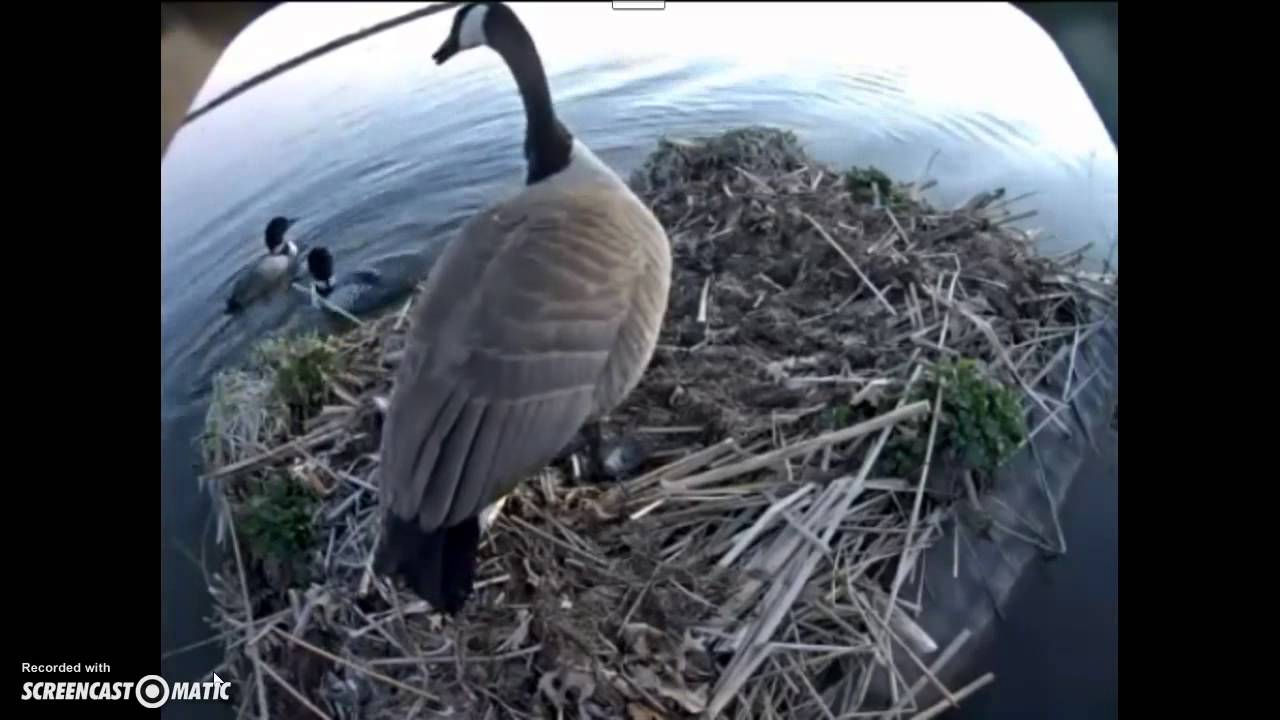 Loons attack goose on Larry's Loon Cam! 04232015 620am