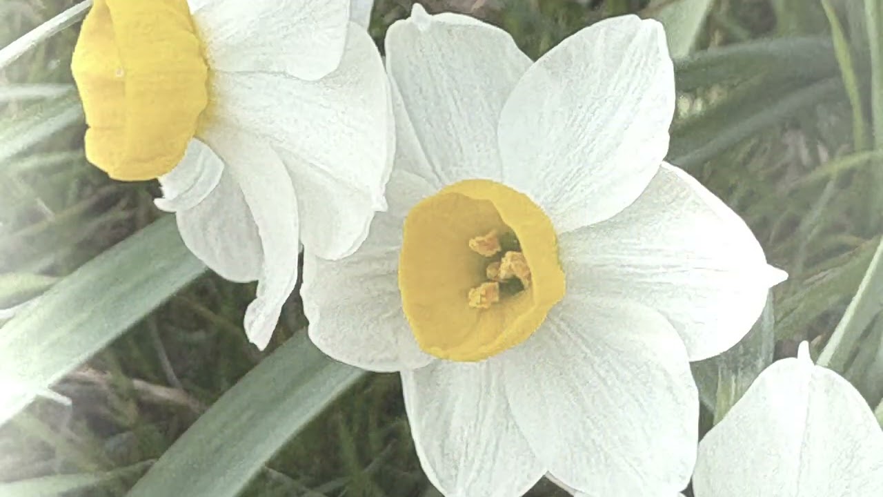 日本水仙の花言葉「自己愛」「神秘」　　　　　　　　　　　　癒しの花と音楽
