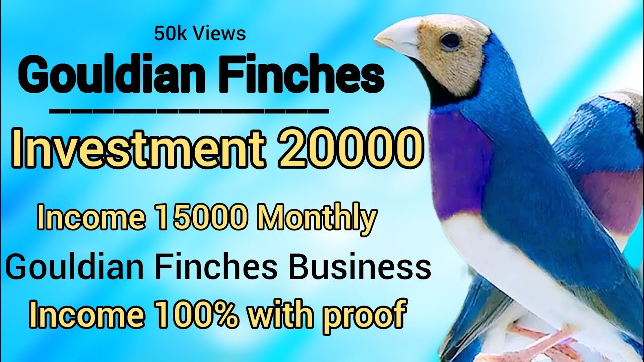 GOULDIAN FINCH BUSINESS | INVESTMENT AND INCOME | DETAIL INFORMATION #50k #views
