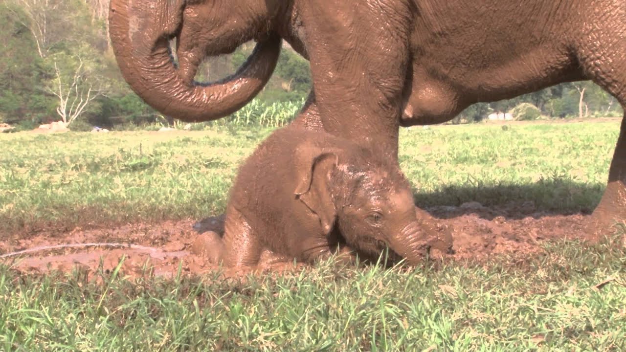 baby elephant Dok-Mai has her first mud bath - ElephantNews