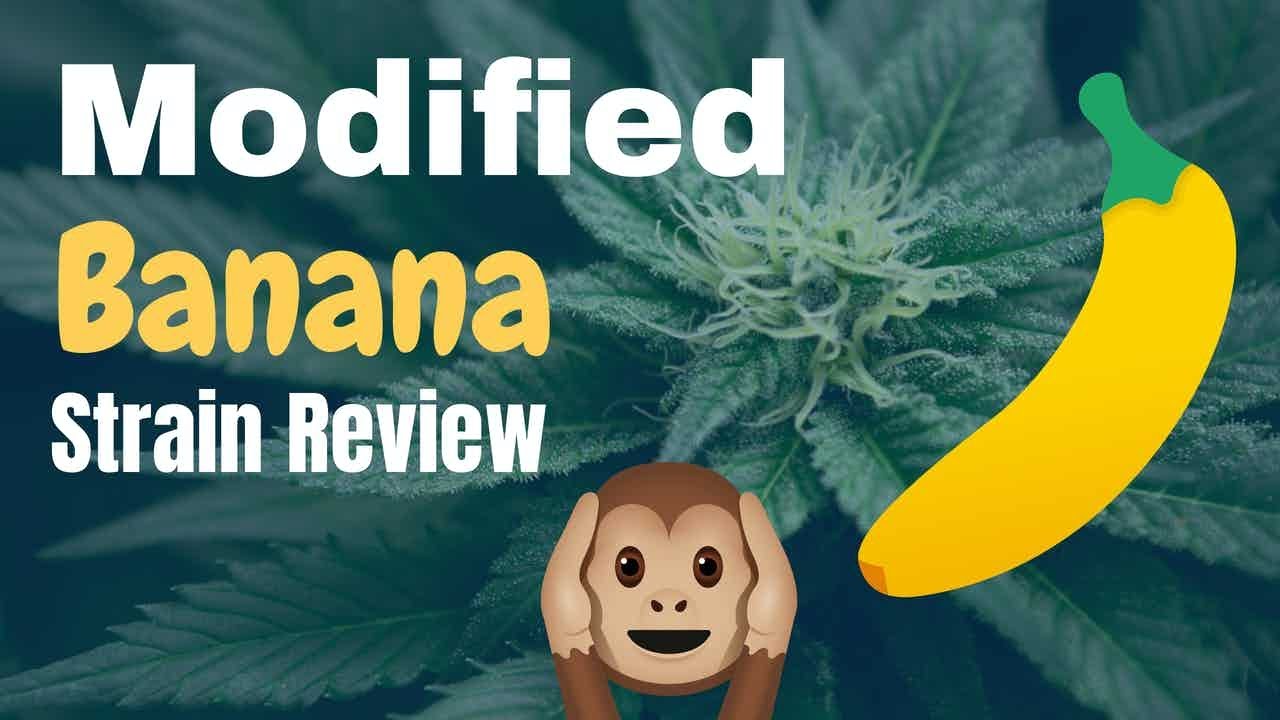 Modified Banana Strain: Review