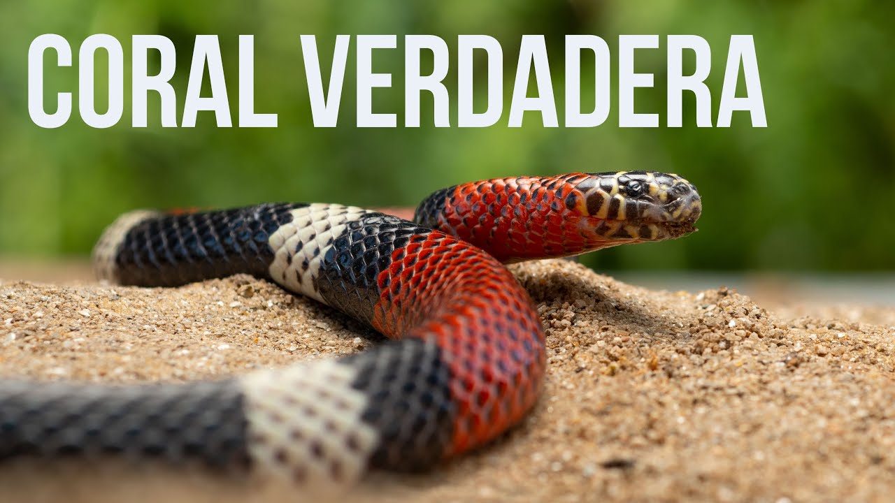 Coral Verdadera🐍 (Micrurus pyrrhocryptus) Venenosa Serpiente, ¿Cómo distinguirla de una Falsa Coral?