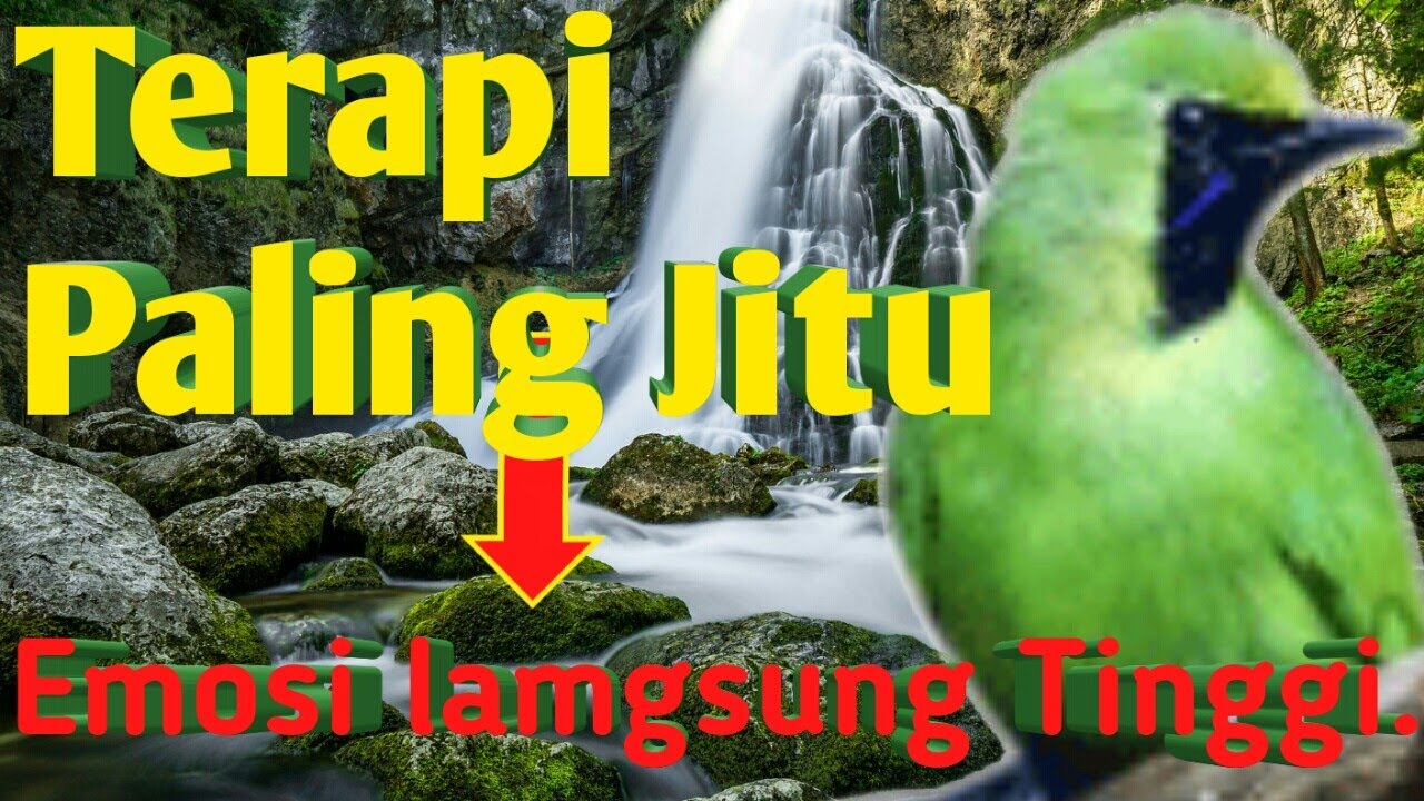 INDONESIA TOP : TERAPI CUCAK IJO STRESS MACET BUNYI, PANCINGAN AGAR GACOR & DARTING KEMBALI..
