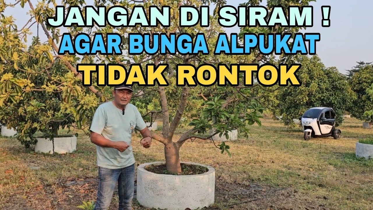 JANGAN DI SIRAM AGAR BUNGA ALPUKAT TIDAK RONTOK