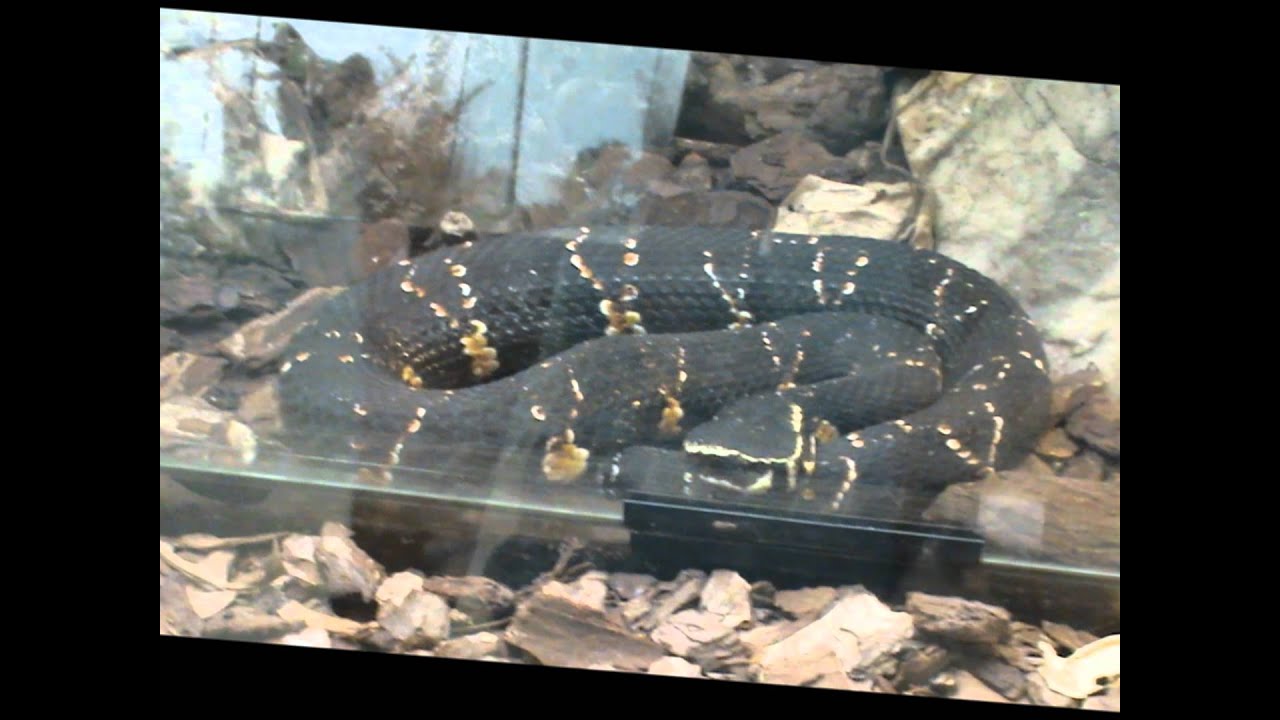 ZOO DE MADRID MIX
