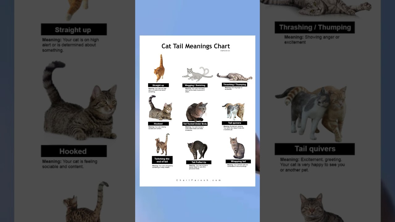 Cat Tail Meanings Chart: Decode Your Cat&rsquo;s Tail Language! 🐱🐾