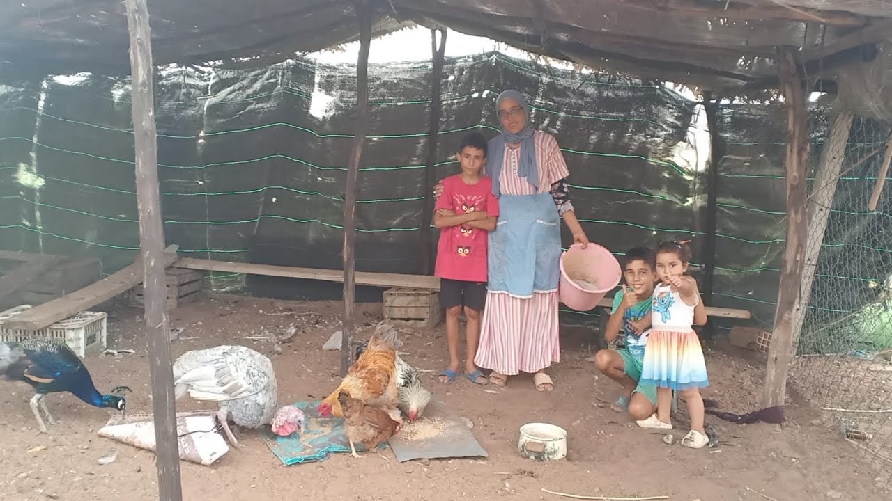 ذكر دجاج البراهمة للبيع شنو الجديد ديال الدجاج فين وصل مع هاد الحرارة والضيف ديالنا لطول هاد المرة❤️