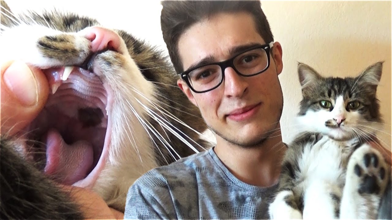 HZ. MUHAMMED'İN KEDİSİ MÜEZZA 'YI BULDUK !!  (Müezza Kedisi)