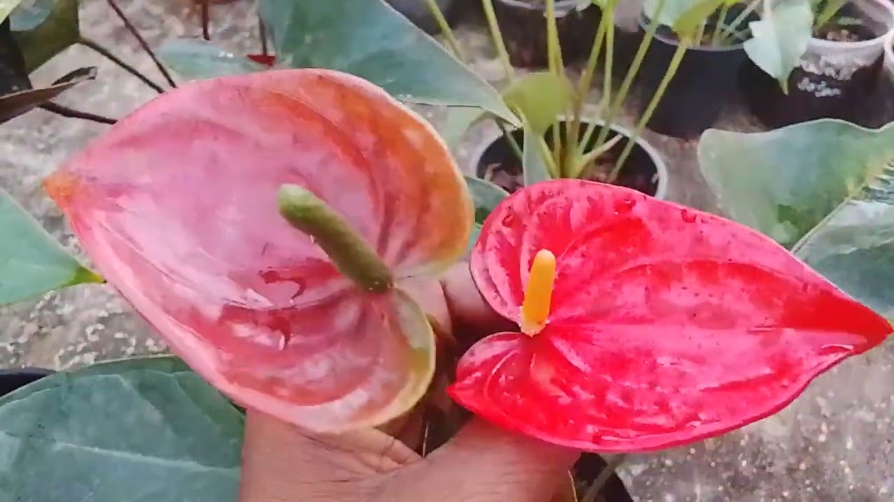 233 පලවෙනි දාට ගෙදර ට #gardenflowers # ඇන්තූරියම් #gardenflowers #gardenplants #plants #anthurium 
