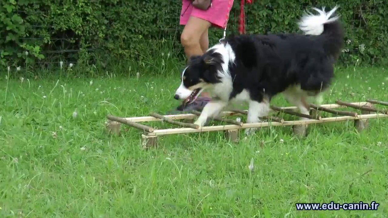 Exercice de proprioception pour chien