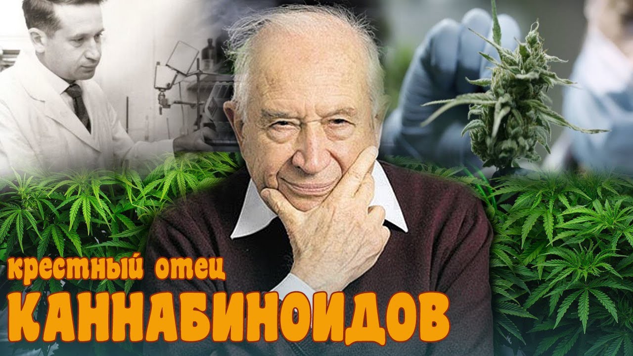 Курим KOSHER KUSH, рассказываем историю Рафаэля Мешулама, отца всех исследований каннабиса