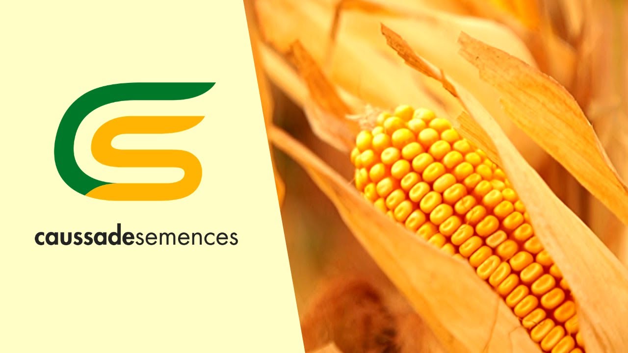 DUO SYSTEM: Kako da Ostvarite VISOKE i STABILNE Prinose Kukuruza?