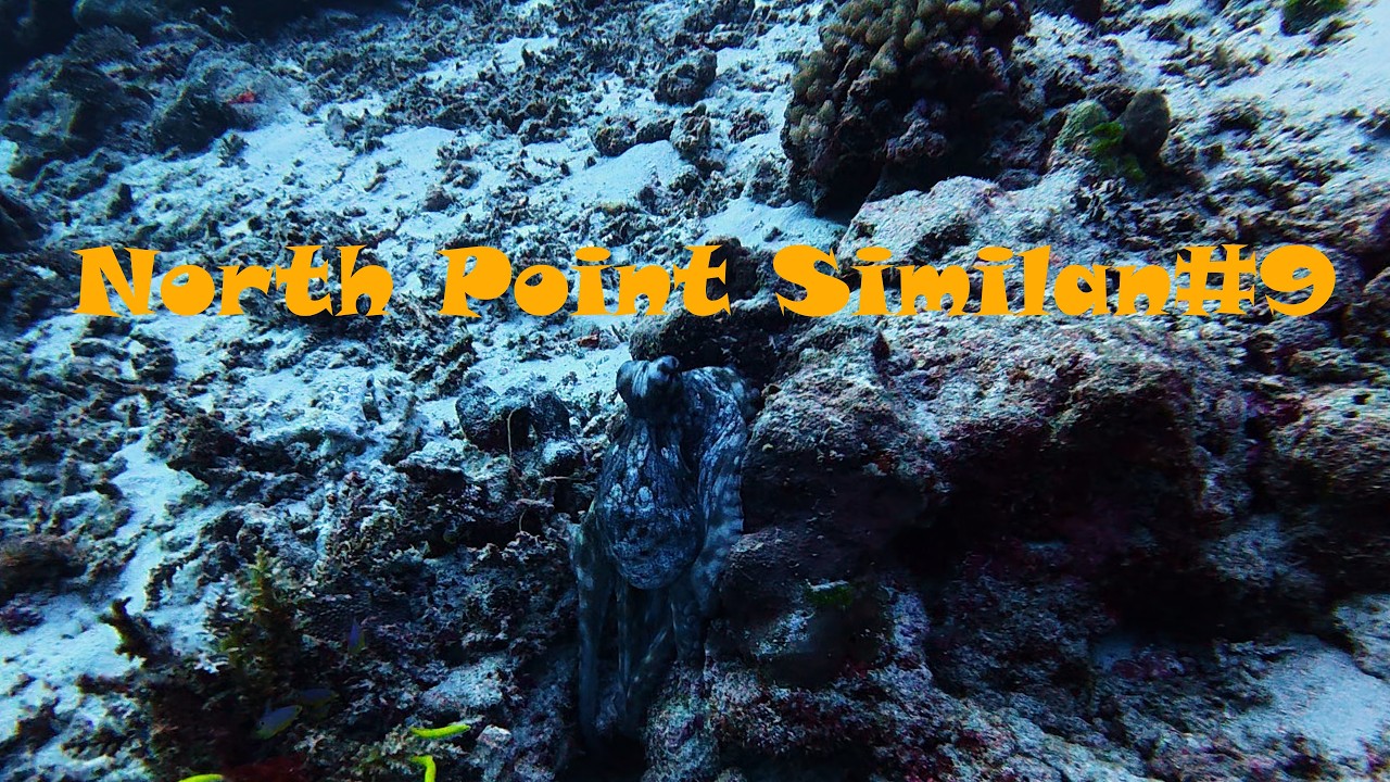 Hidden in Plain Sight: The Octopus of North Point