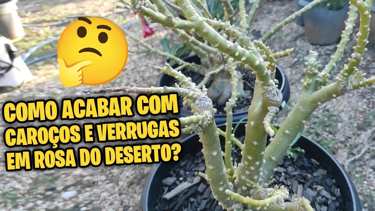 ✅CAROÇO e VERRUGA na Rosa do Deserto? - O que fazer?
