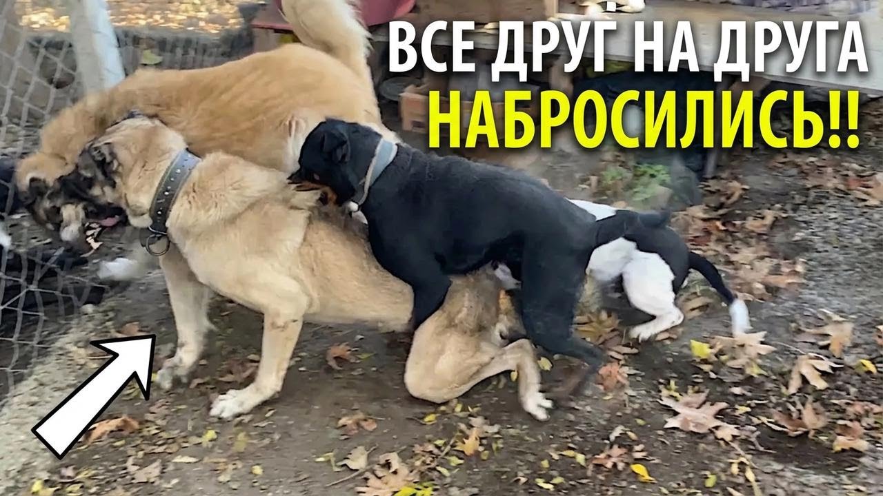 Карлос против кангала: полный хаос во дворе! Ротвейлер София и питбуль Эфес тоже в деле!