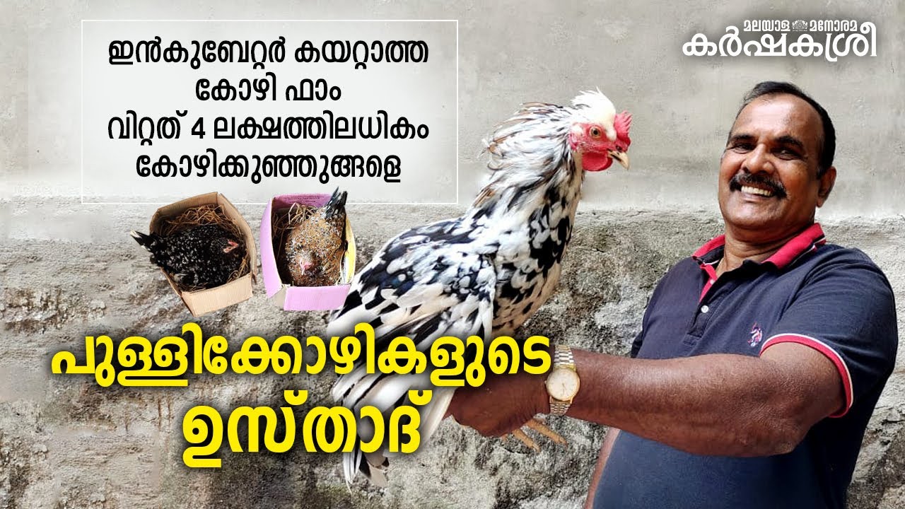 ഇൻകുബേറ്റർ കയറ്റാത്ത കോഴി ഫാം - ഇത് പുള്ളിക്കോഴികളുടെ ഉസ്‌താദ് | Karshakasree | Poultry Farming