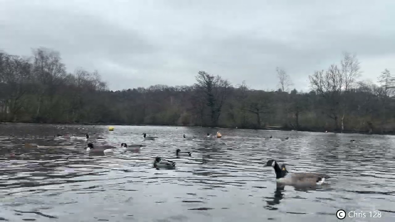 Etherow Country Park Timelapse #OM4 #4K #Etherow