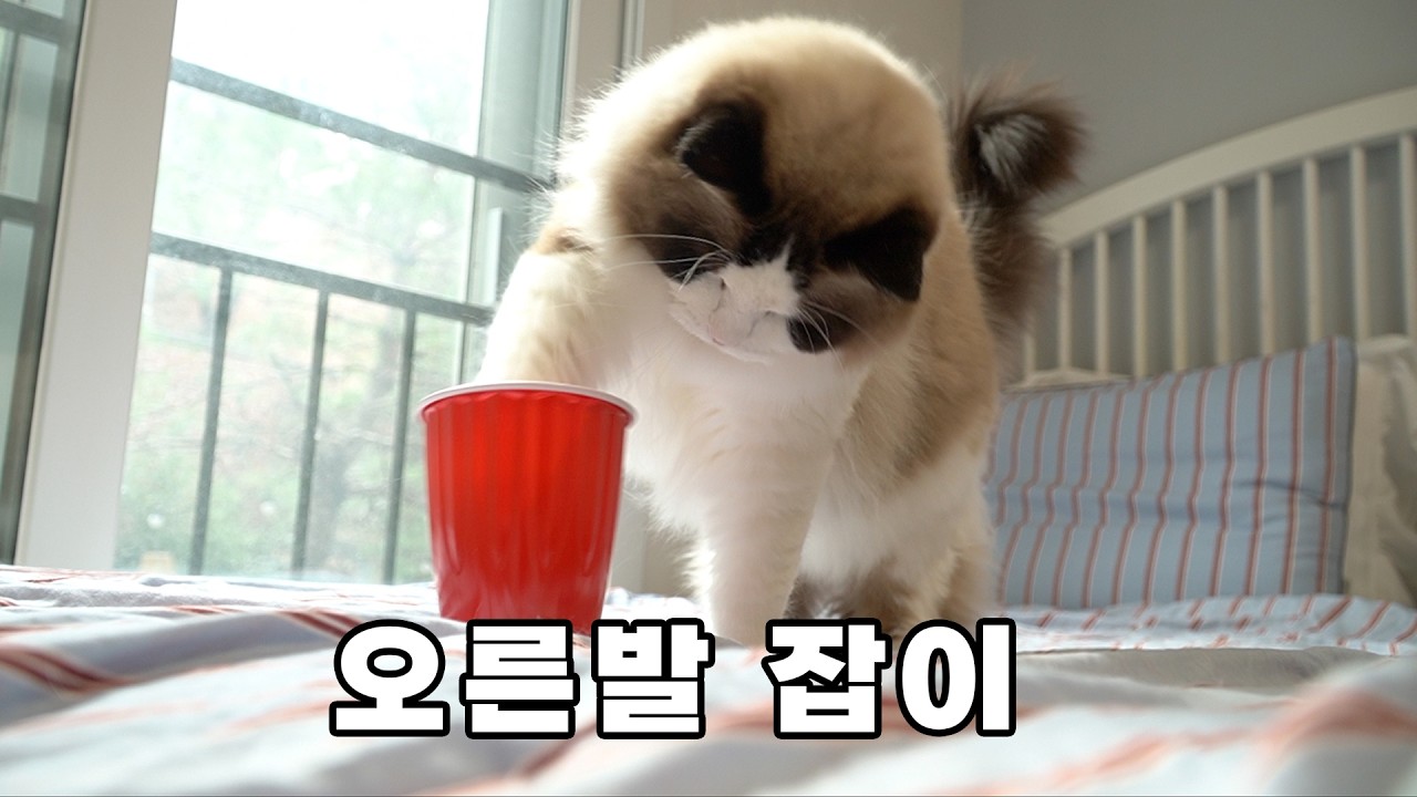 오른발 잡이 고양이가 더 온순하다고요?