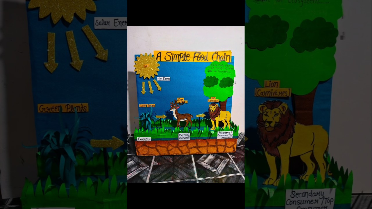 Food Chain Model🌱Simple Science Project 
