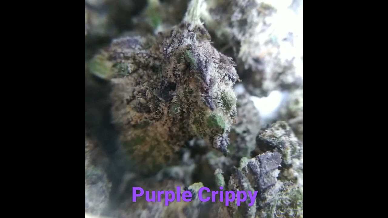 #purplecrippy #sunshinecannabis #trulievefl #reliefnaturally #sponsored