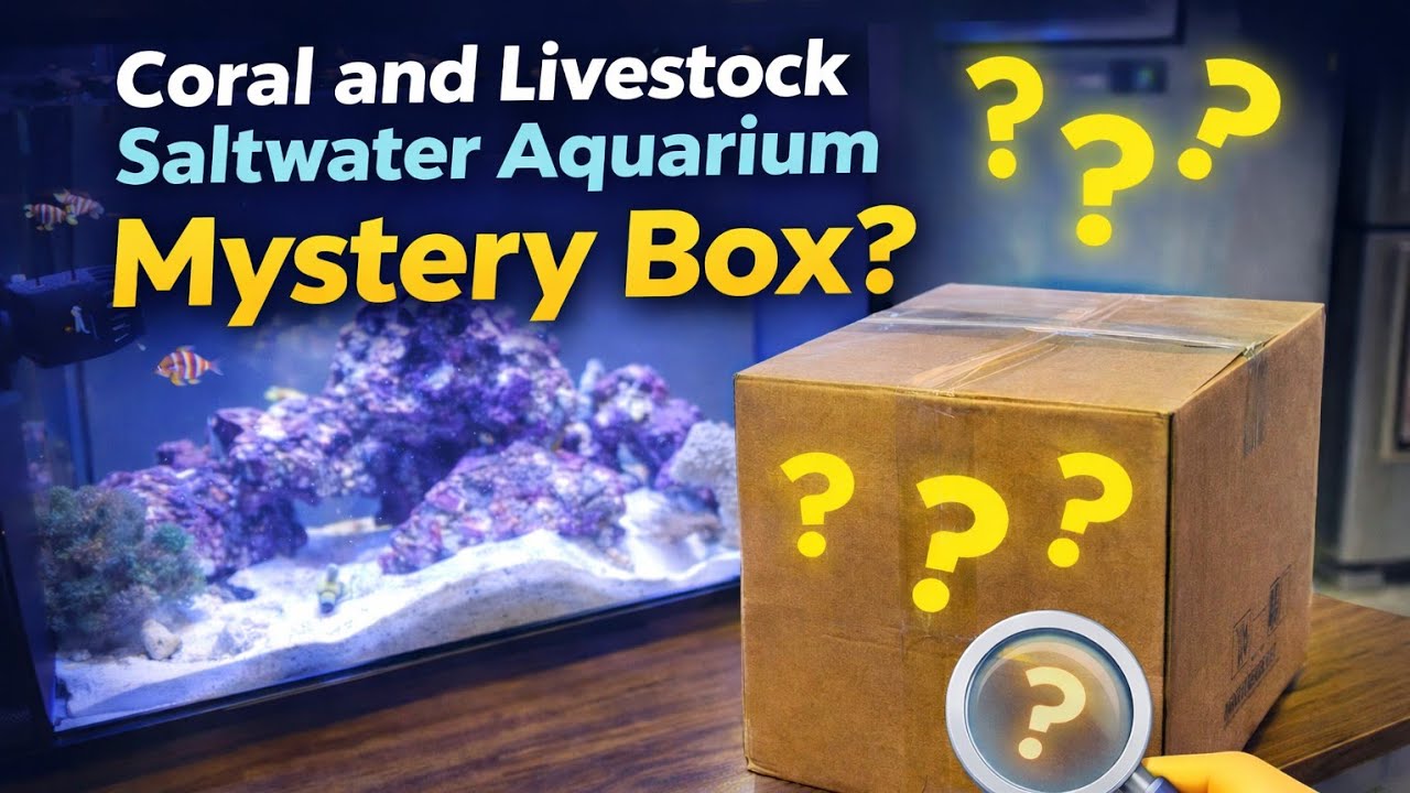 Coral and Livestock Saltwater Aquarium Mystery Box? #saltwateraquarium #fishkeepinghobby