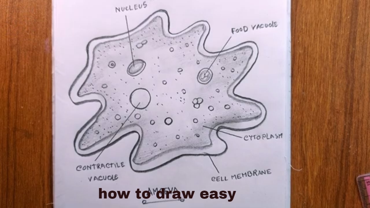 How TO Draw amoeba easy/amoeba diagram/amoeba drawing