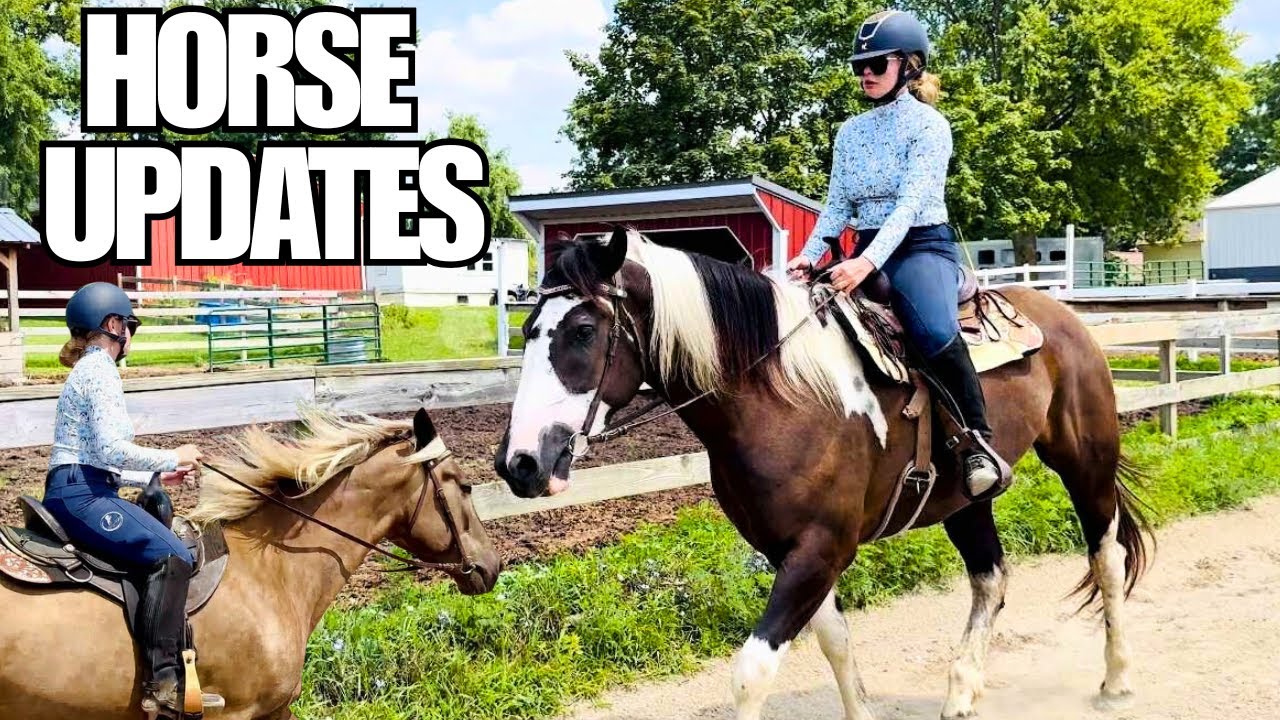 Here’s Our Auction Horses! What They Do After The Sale…