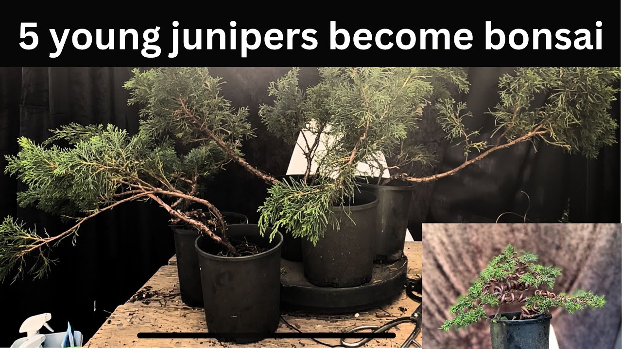 5 young junipers shimpaku become bonsai BONSAI TRANSFORMATION How to do it
