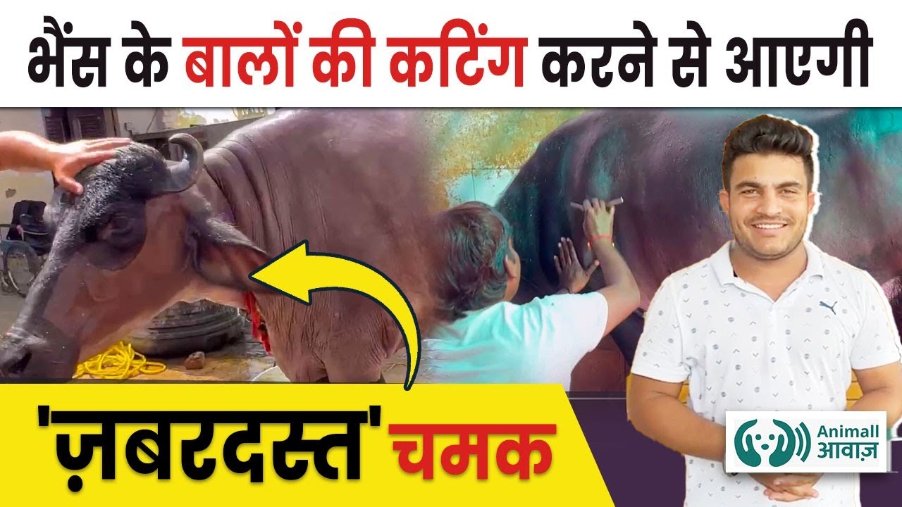 भैंस के बाल कटिंग करने का आसान तरीका | Buffalo Hair Cutting Video | Haryana  Dairy Farm Video |