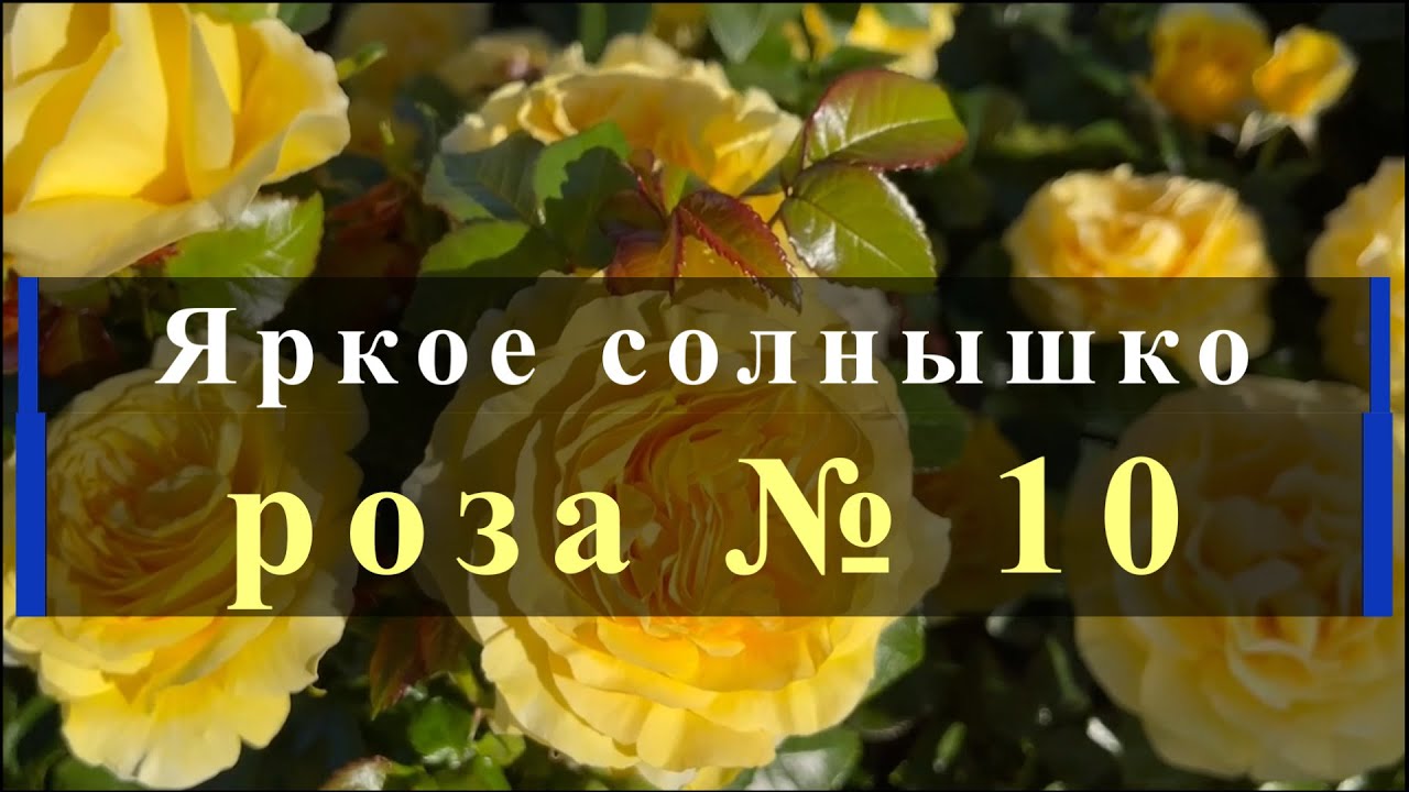 Яркое солнышко - роза № 10. Питомник растений Е. Иващенко