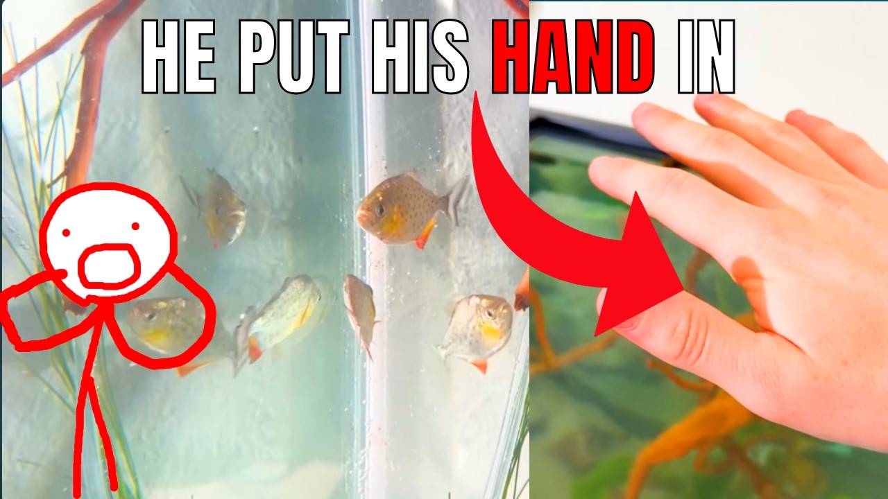He Got Pet piranhas....