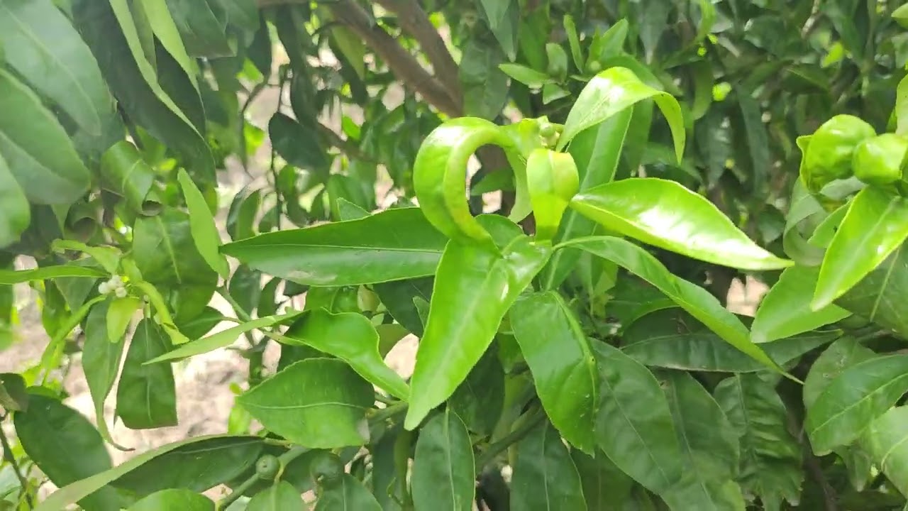 خدمة_مزارع_الكليمونتين_فترة_التحجيم 🍊🌿🌳